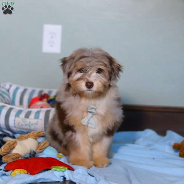 Rory, Mini Aussiedoodle Puppy